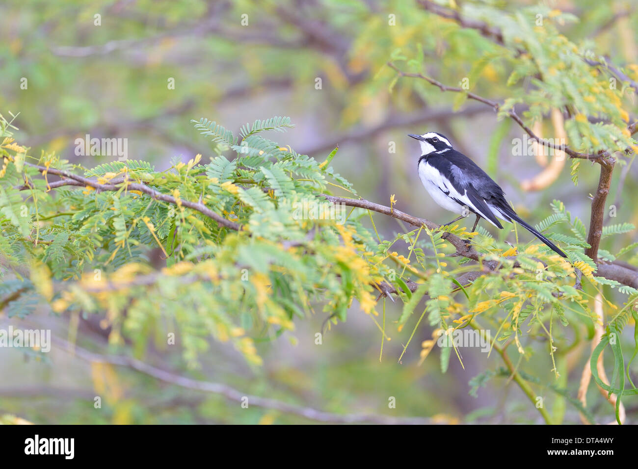 African Pied Wagtail (Motacilla aguimp) perched in a tree Lake Bogoria - Kenya - East Africa Stock Photo