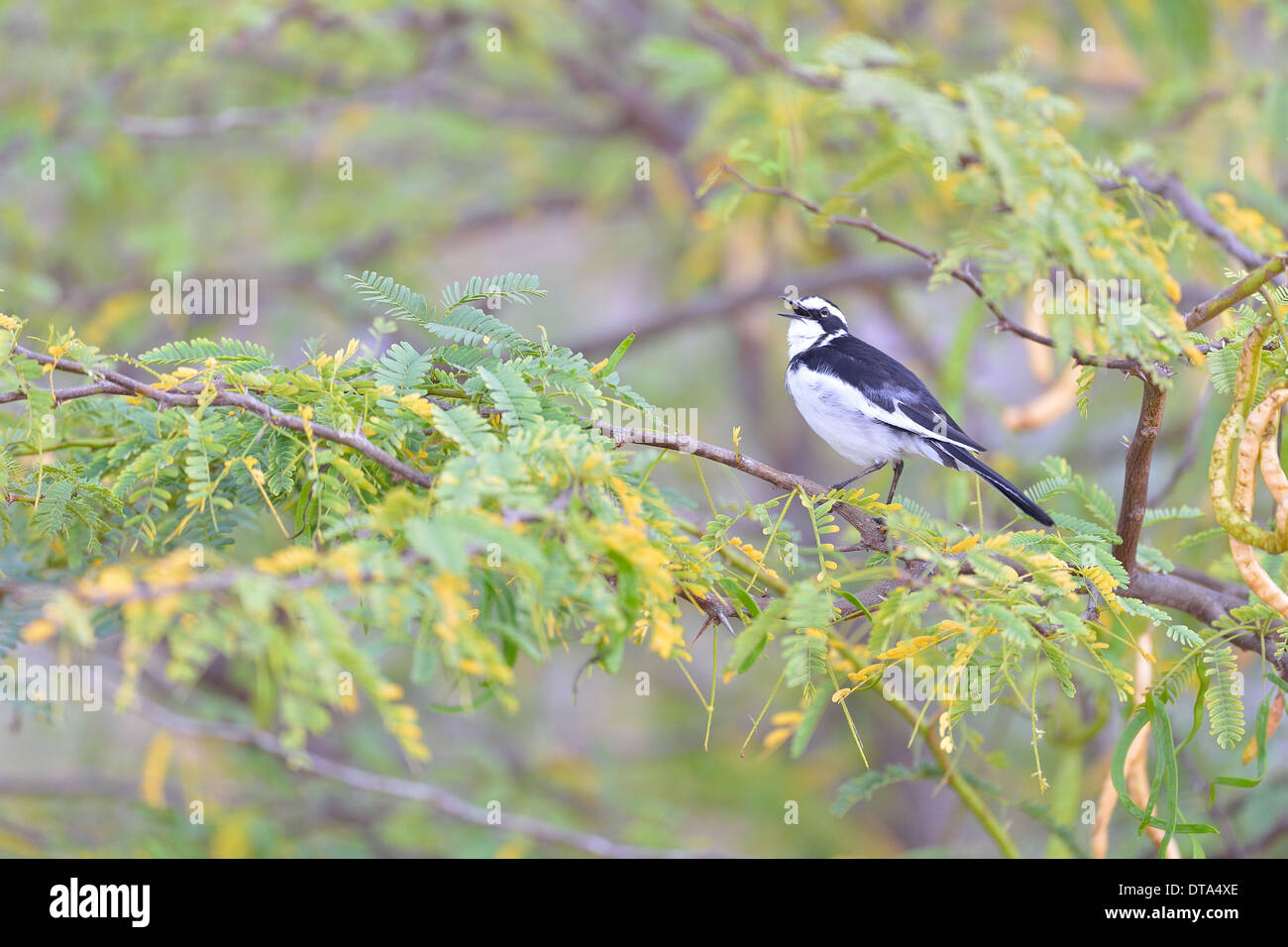 African Pied Wagtail (Motacilla aguimp) singing in a tree Lake Bogoria - Kenya - East Africa Stock Photo