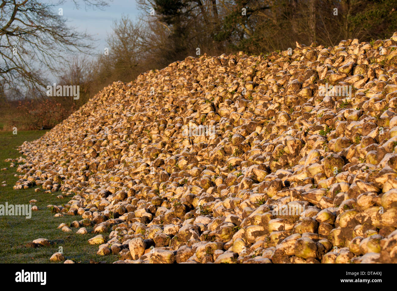 Pile of frost covered sugar beet in winter Stock Photo Alamy