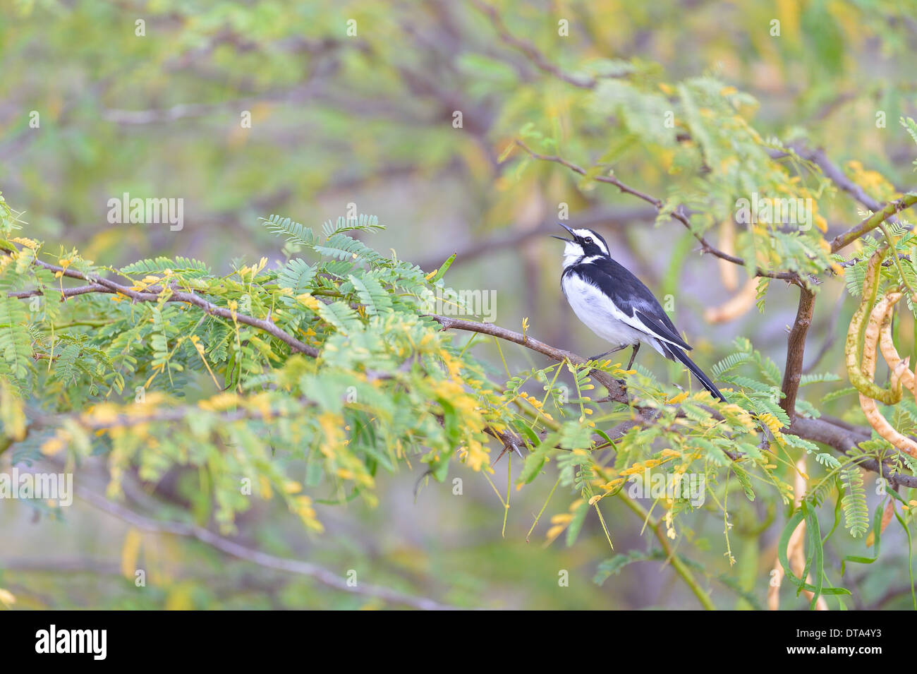 African Pied Wagtail (Motacilla aguimp) singing in a tree Lake Bogoria - Kenya - East Africa Stock Photo