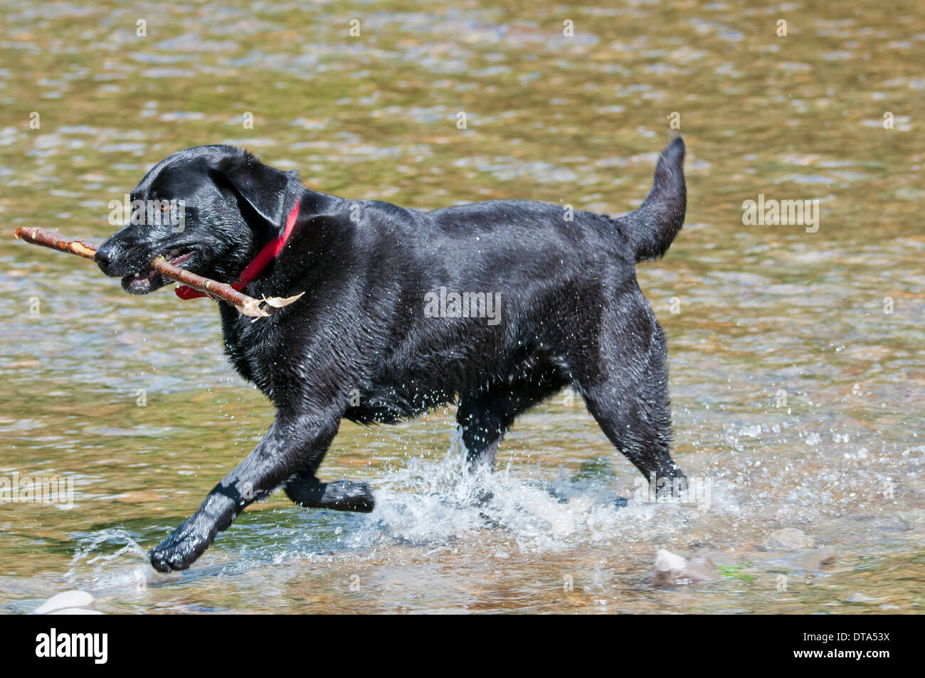 Black labrador running in river Stock Photo