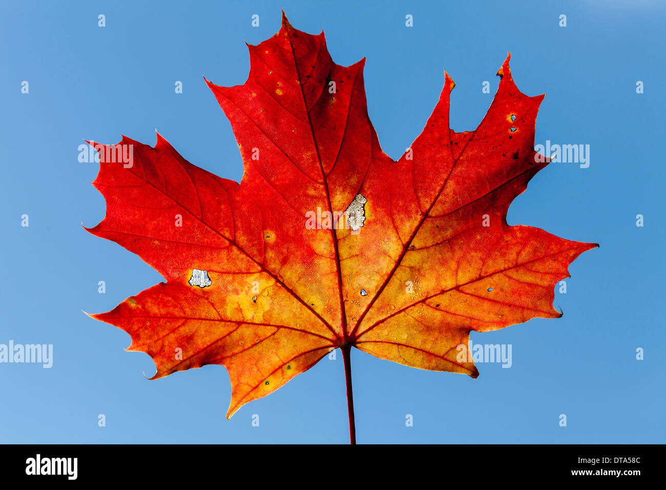 Norway Maple Acer Platanoides Leaf With Autumnal Colours Hesse Germany Stock Photo Alamy Norway Maple Acer Platanoides Leaf With Autumnal Colours Hesse Germany Stock Photo Alamy