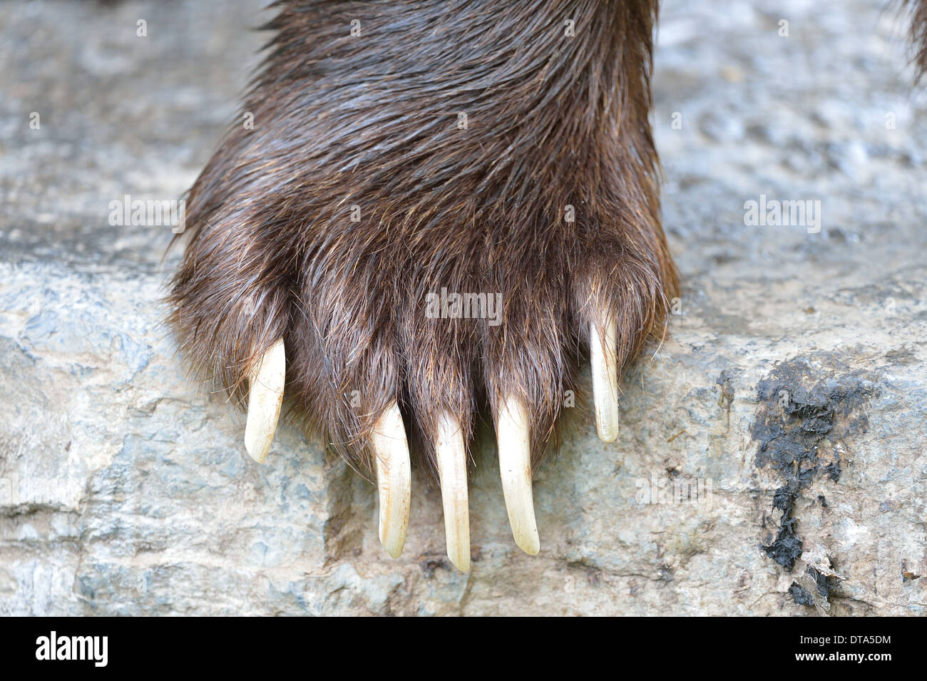 European brown bear - Eurasian brown bear (Ursus arctos arctos) paw