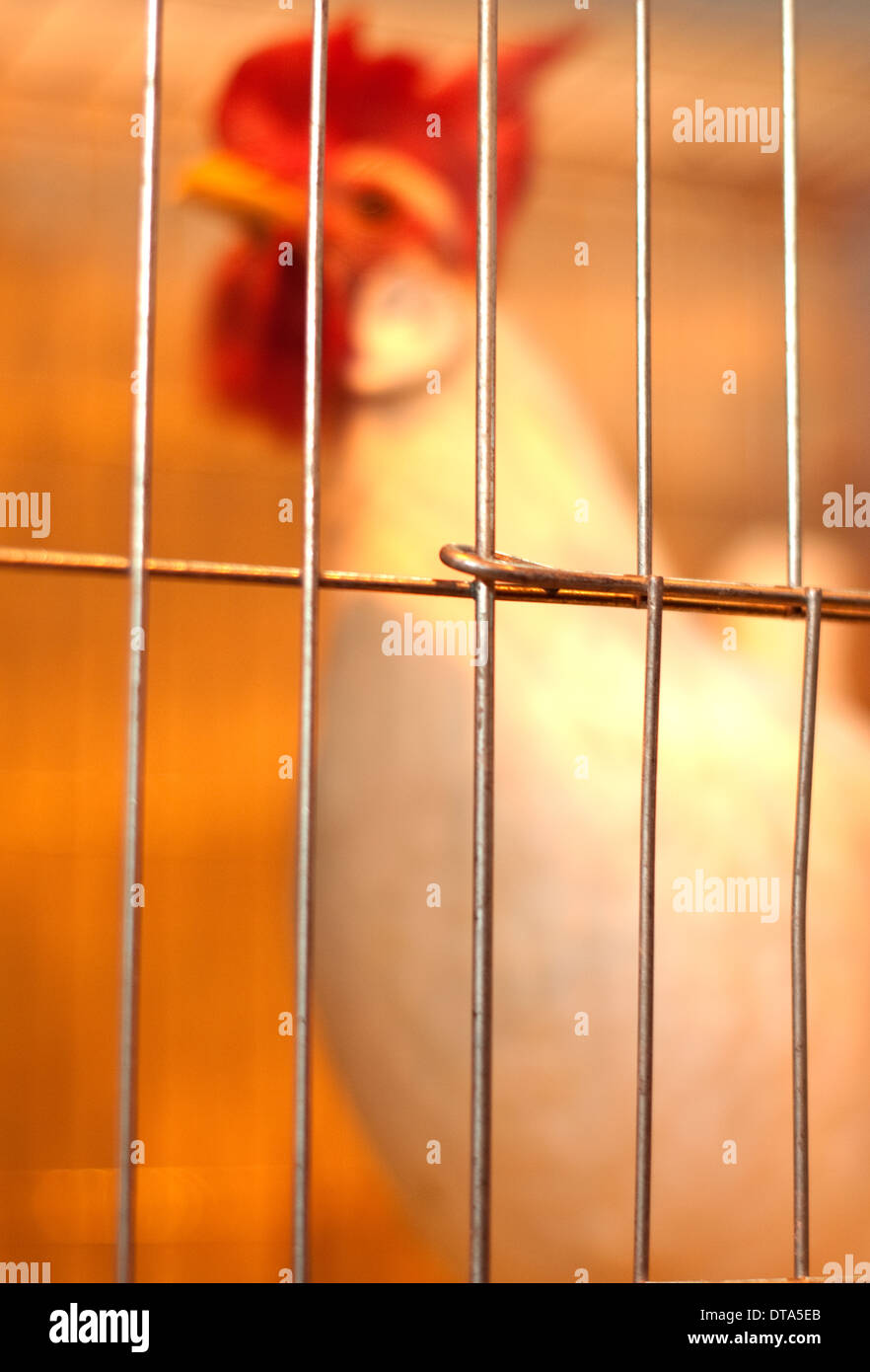 Chicken softly focused behind wire bars of a cage Stock Photo Alamy