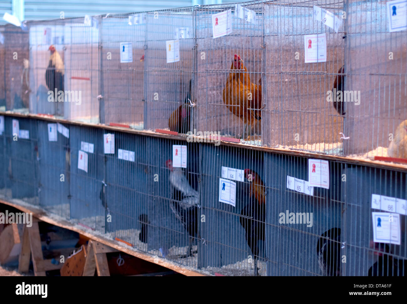 Chickens in cages at Poultry show Stock Photo