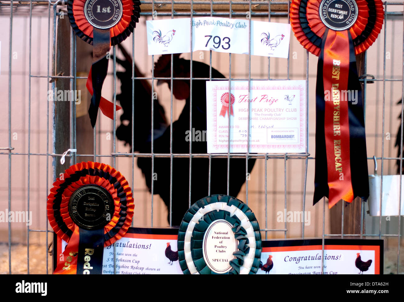Prize winning chicken at the High Peak Poultry Club show Bakewell 2014 Stock Photo