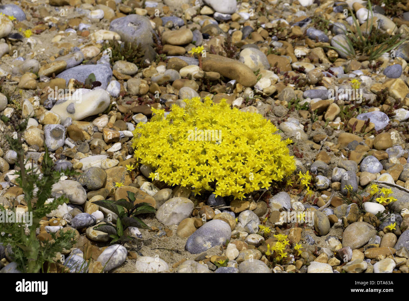 Shingle Areas Hi res Stock Photography And Images Alamy