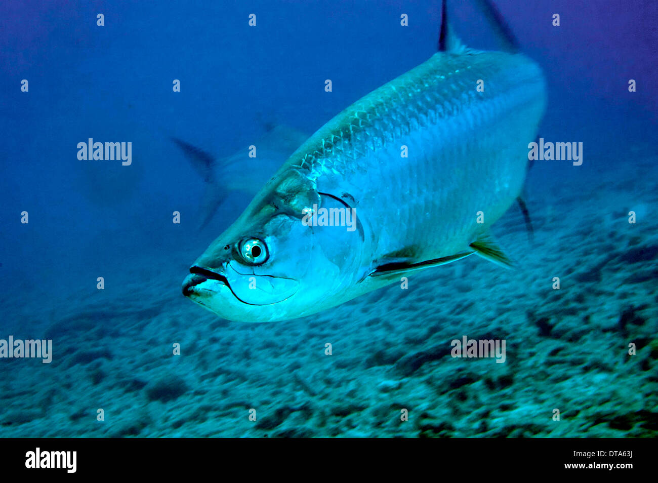 close view of fish approaching at speed above coral rubble and turning to left. Stock Photo