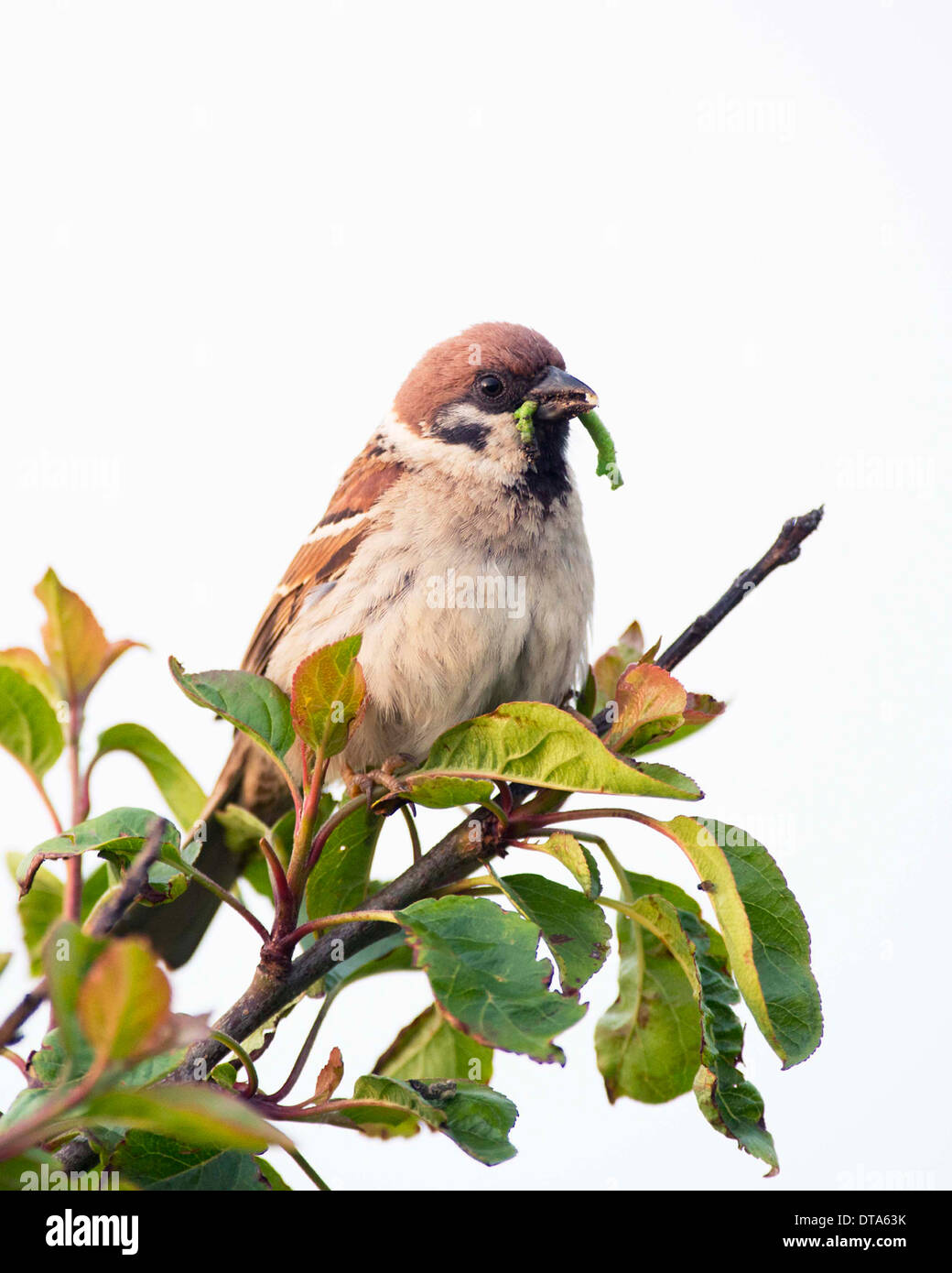 male bird on bough of tree with caterpillar in beak. Stock Photo
