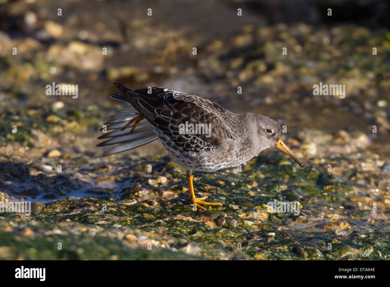 Purple Sandpiper in winter plumage wing stretching. Stock Photo