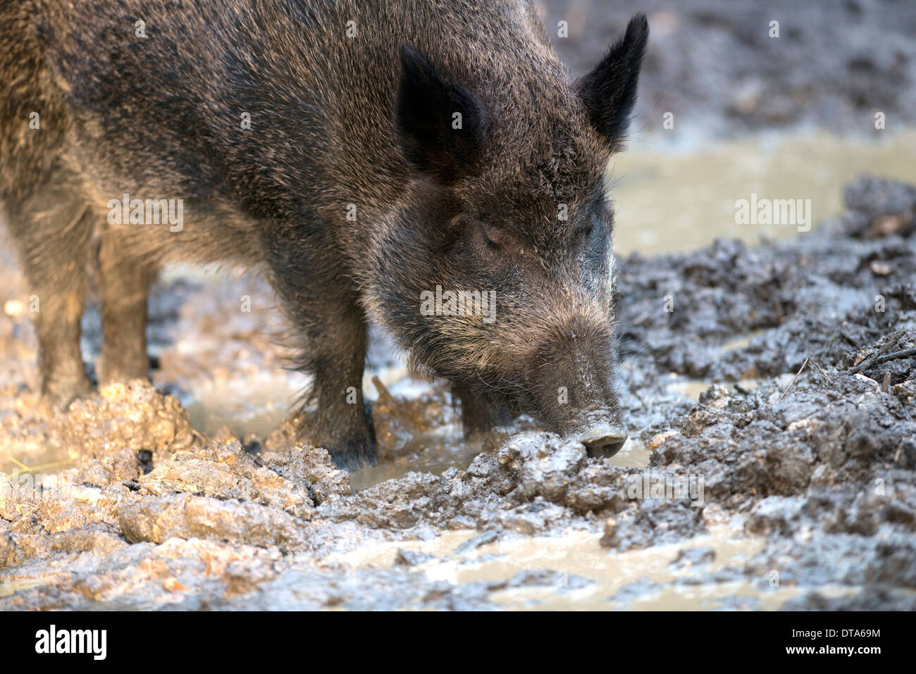 Female routing in mud. Stock Photo