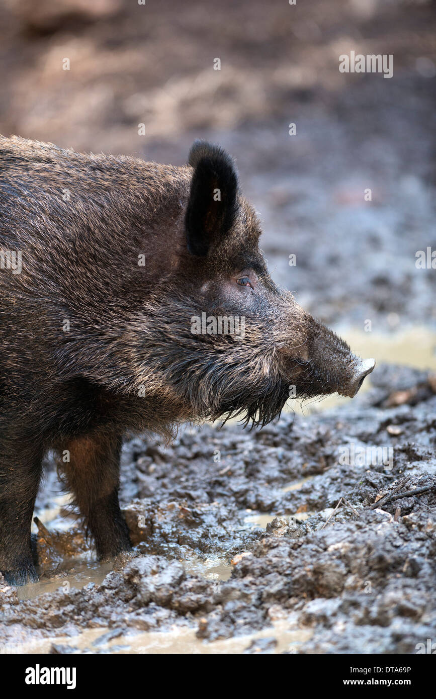 Female routing in mud. Stock Photo