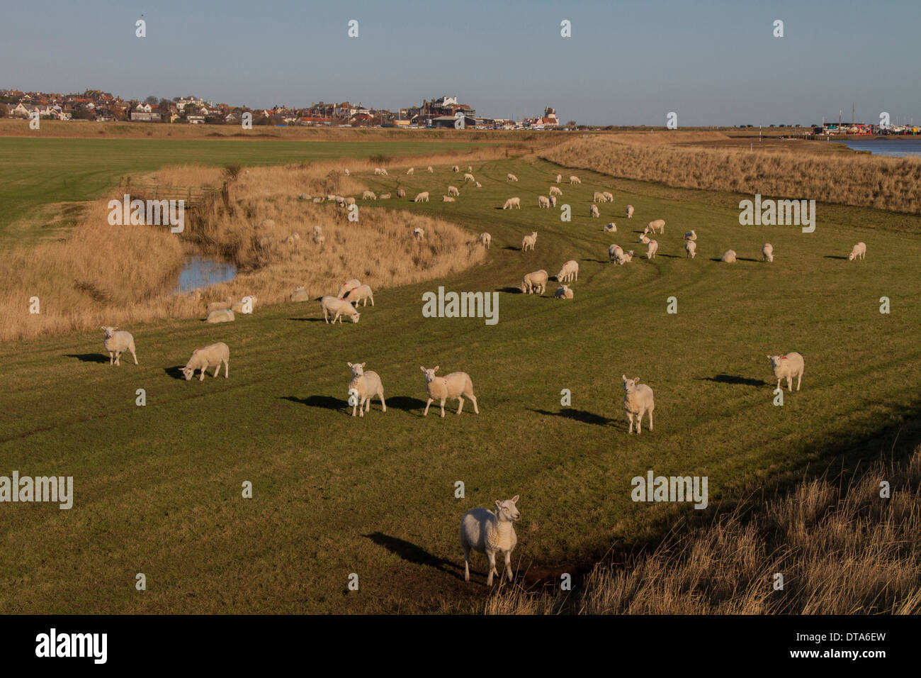 A Cheviot type sheep grazing the sea wall at Sudbourne Marshes with the Rive Alde and Aldeburgh behind. Stock Photo