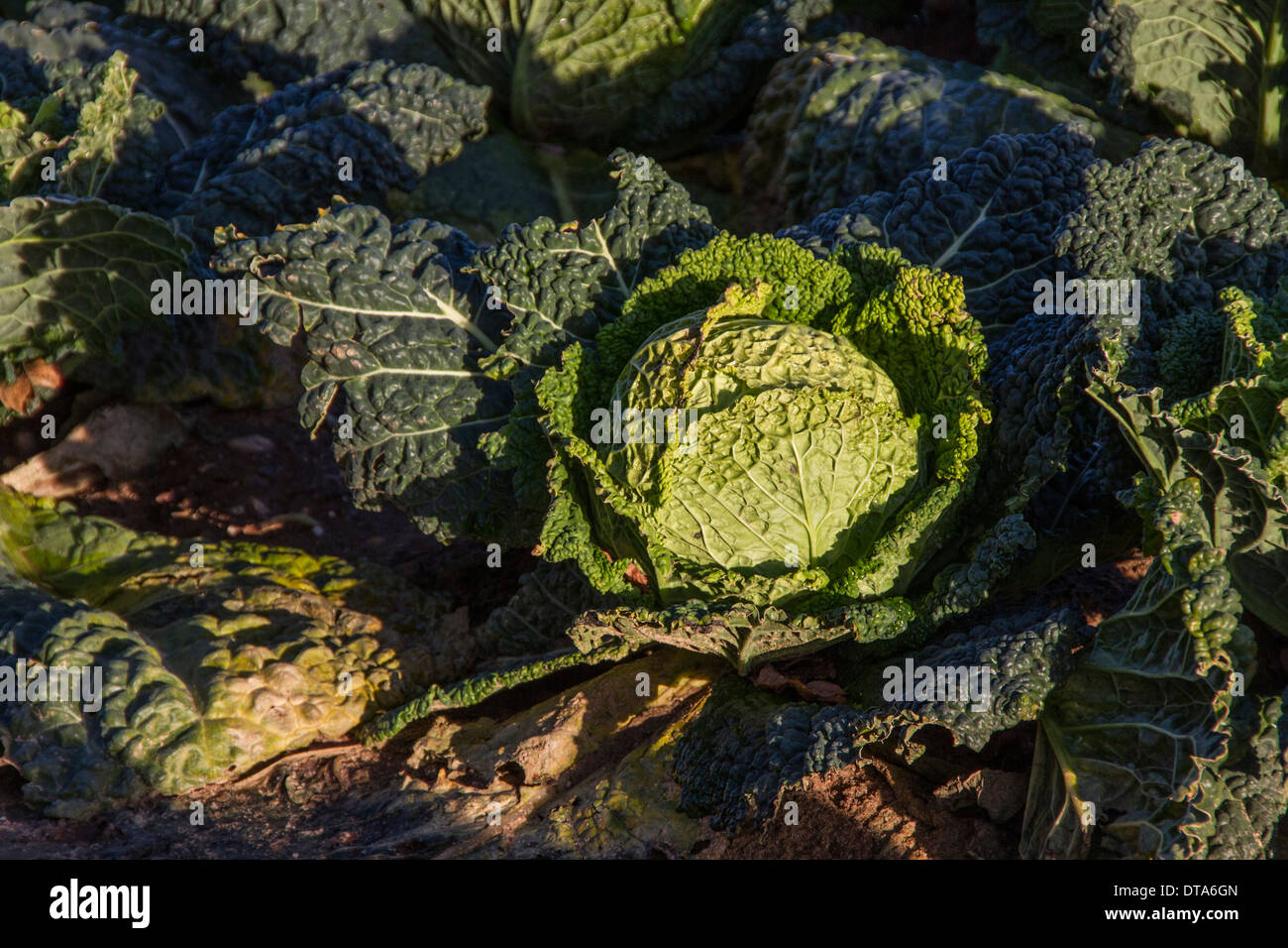 Savoy cabbage's growing in a Suffolk Stock Photo