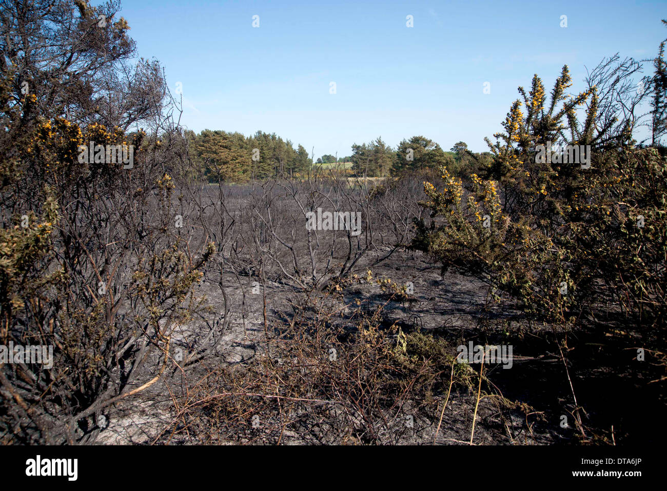 aftermath of a wild fire showing burnt gorse, grass etc. against a blue sky. Stock Photo