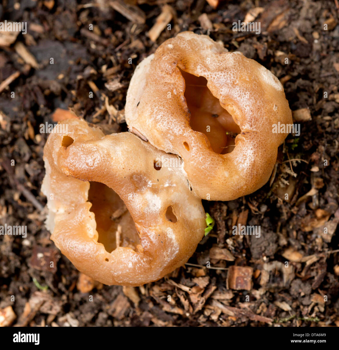 edible-fungi common-fungi mushroom fruiting-body mycelium spore-dropper Stock Photo