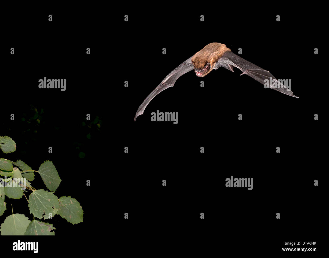 Echolocation of bat hires stock photography and images Alamy