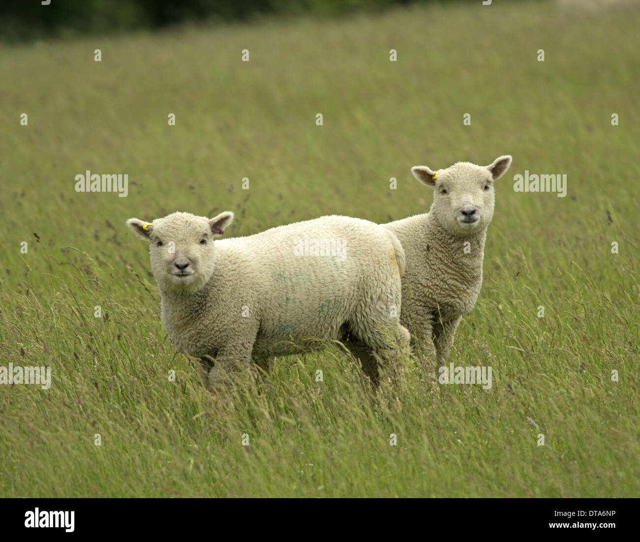 sheep, two well grown  lambs on pasture facing camera, Stock Photo