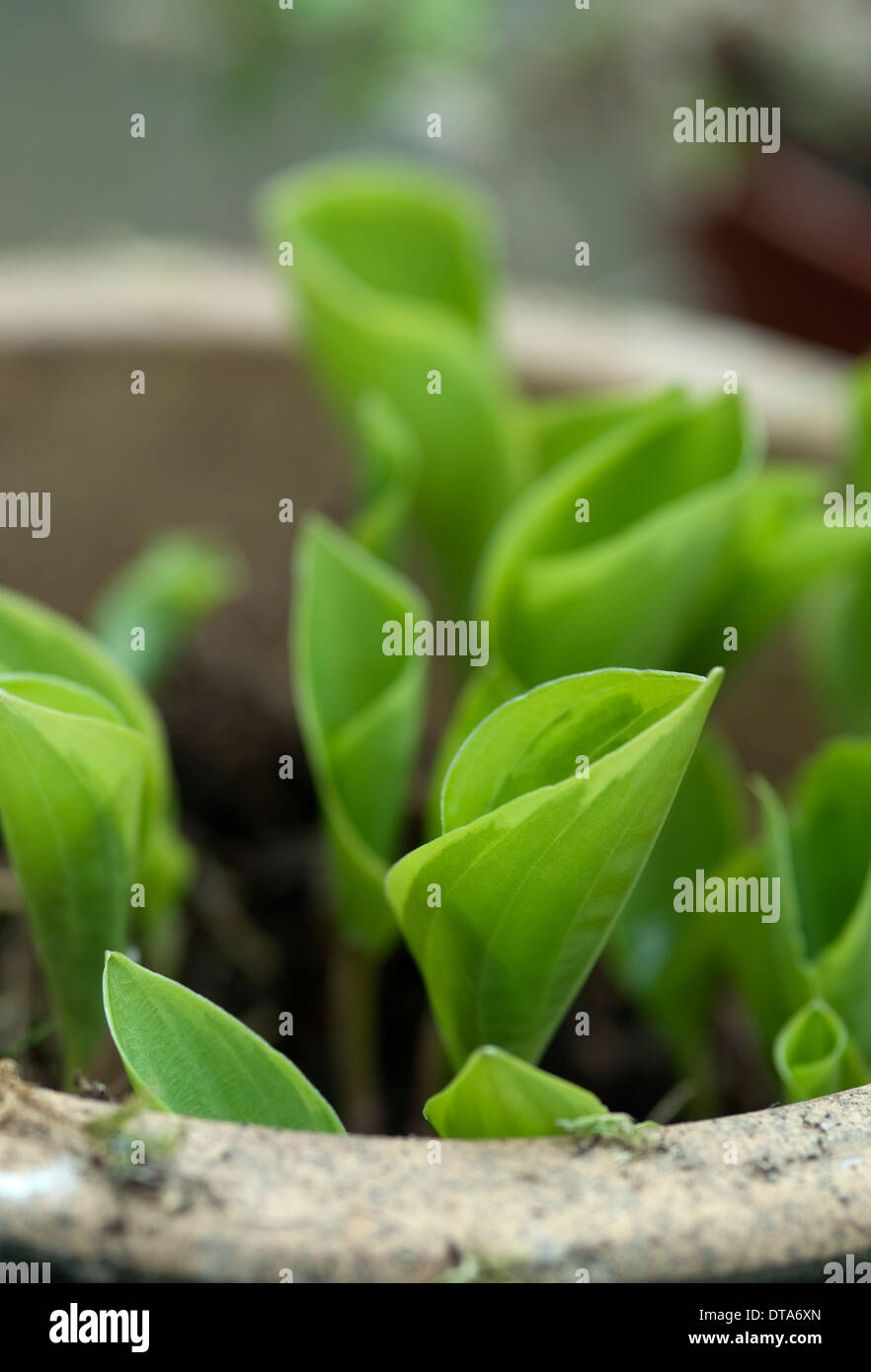 Close up image of young Hosta leaves in a plant pot Stock Photo