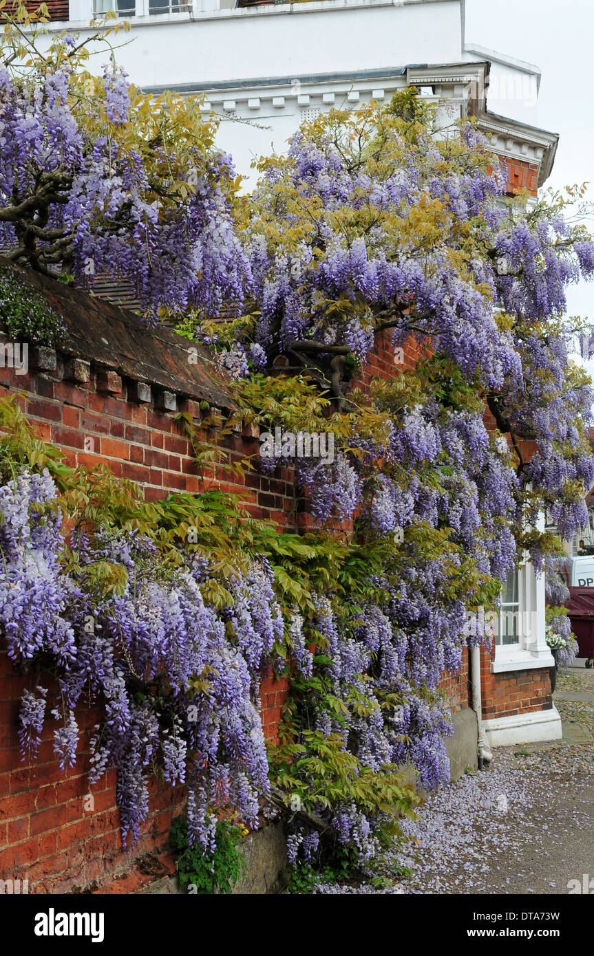 Wisteria growing over a wall in Lavenham, Suffolk Stock Photo - Alamy
