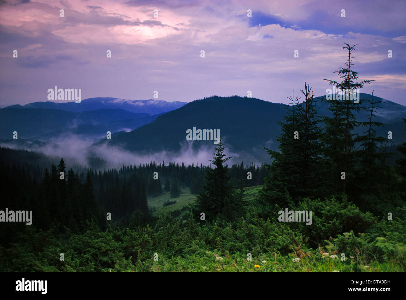Landscape with fog in mountains and rows of trees Stock Photo - Alamy