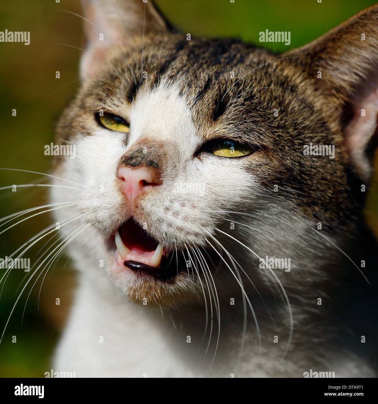 Closeup view of a cute cat face Stock Photo