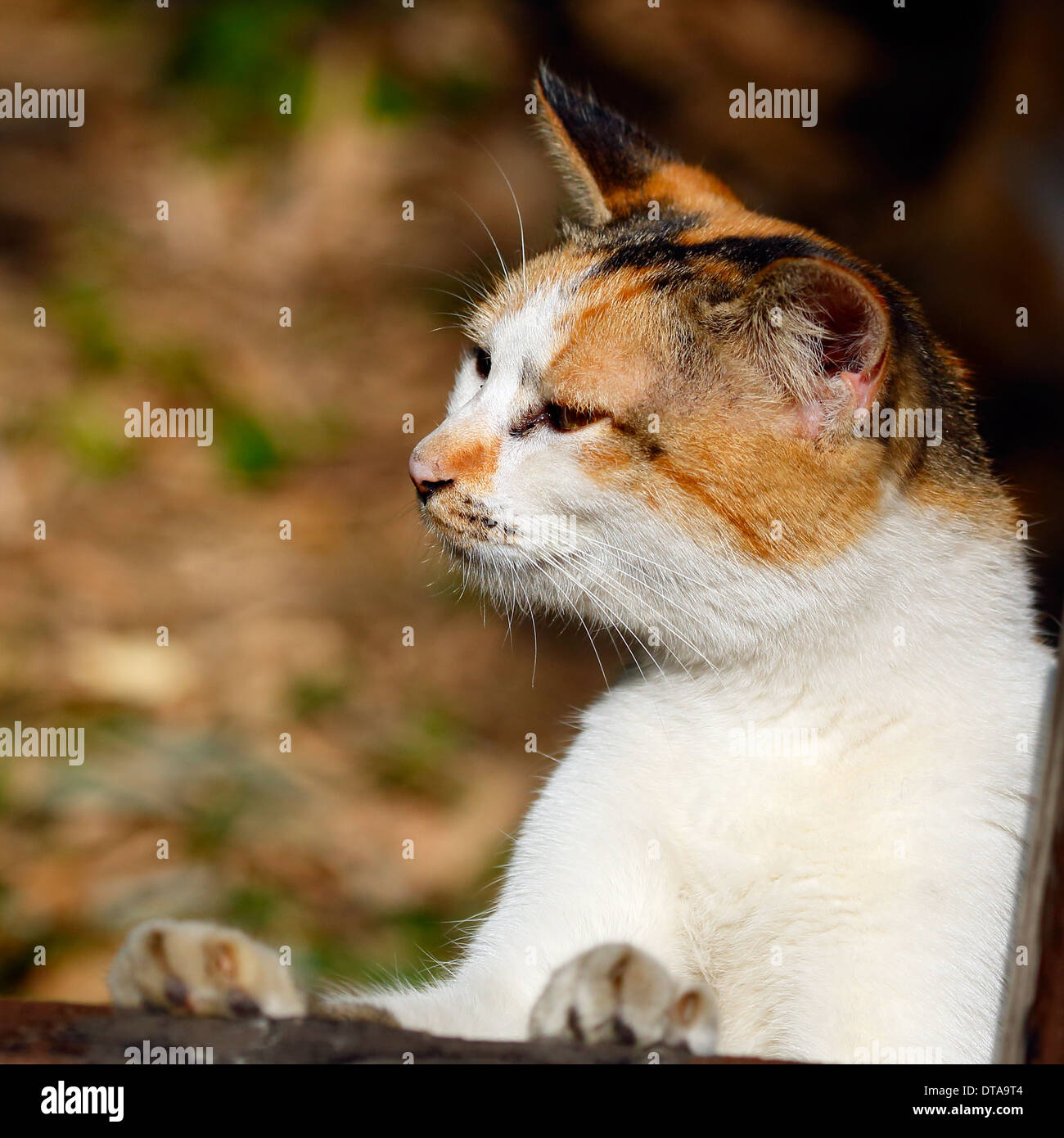 Closeup view of a cute cat face Stock Photo