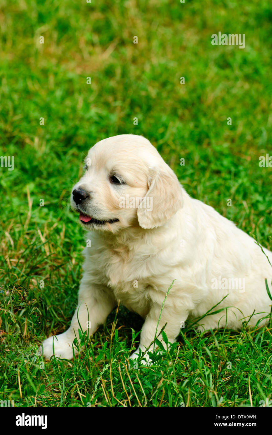 Golden retriever puppy is sitting in the grass Stock Photo - Alamy