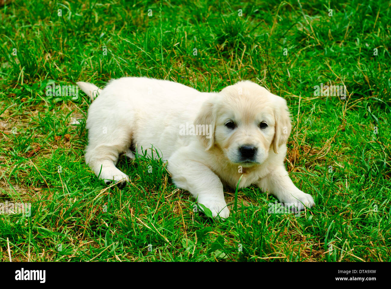 Golden retriever puppy is laying on the grass Stock Photo - Alamy