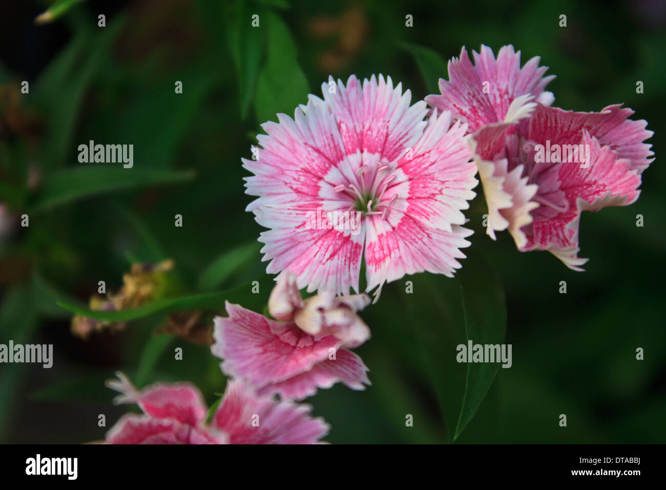 Flower from Thailand, Dianthus Chinensis Flowers or China Pink , Indian Pink Stock Photo