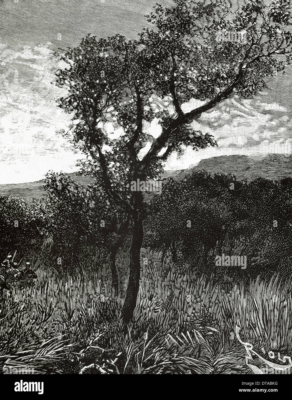 Congo. Landscape near the source of Congo and Niger river. Engraving in The Illustration, 19th century. Stock Photo
