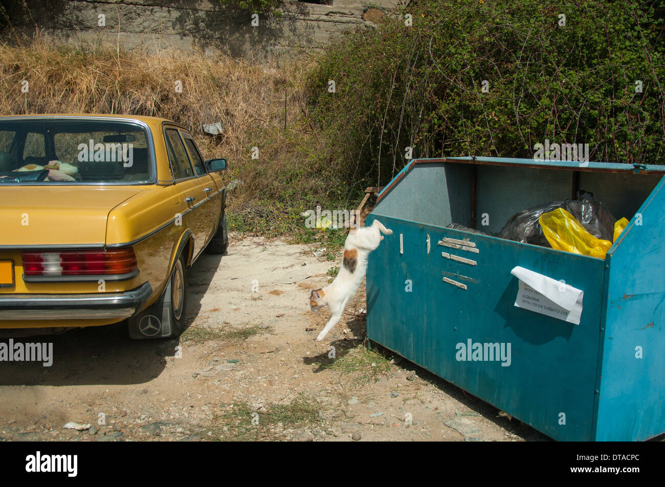 Cat Jumping from bin in Cyprus Stock Photo