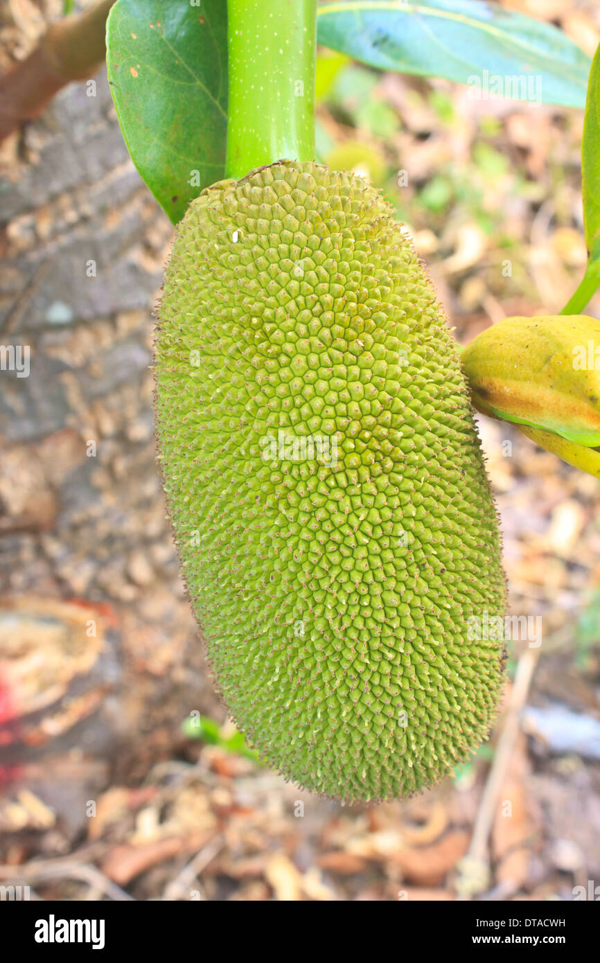 jackfruit (alternately jack tree, jakfruit, or sometimes simply jack or jak; scientific name Artocarpus heterophyllus) on a tree Stock Photo