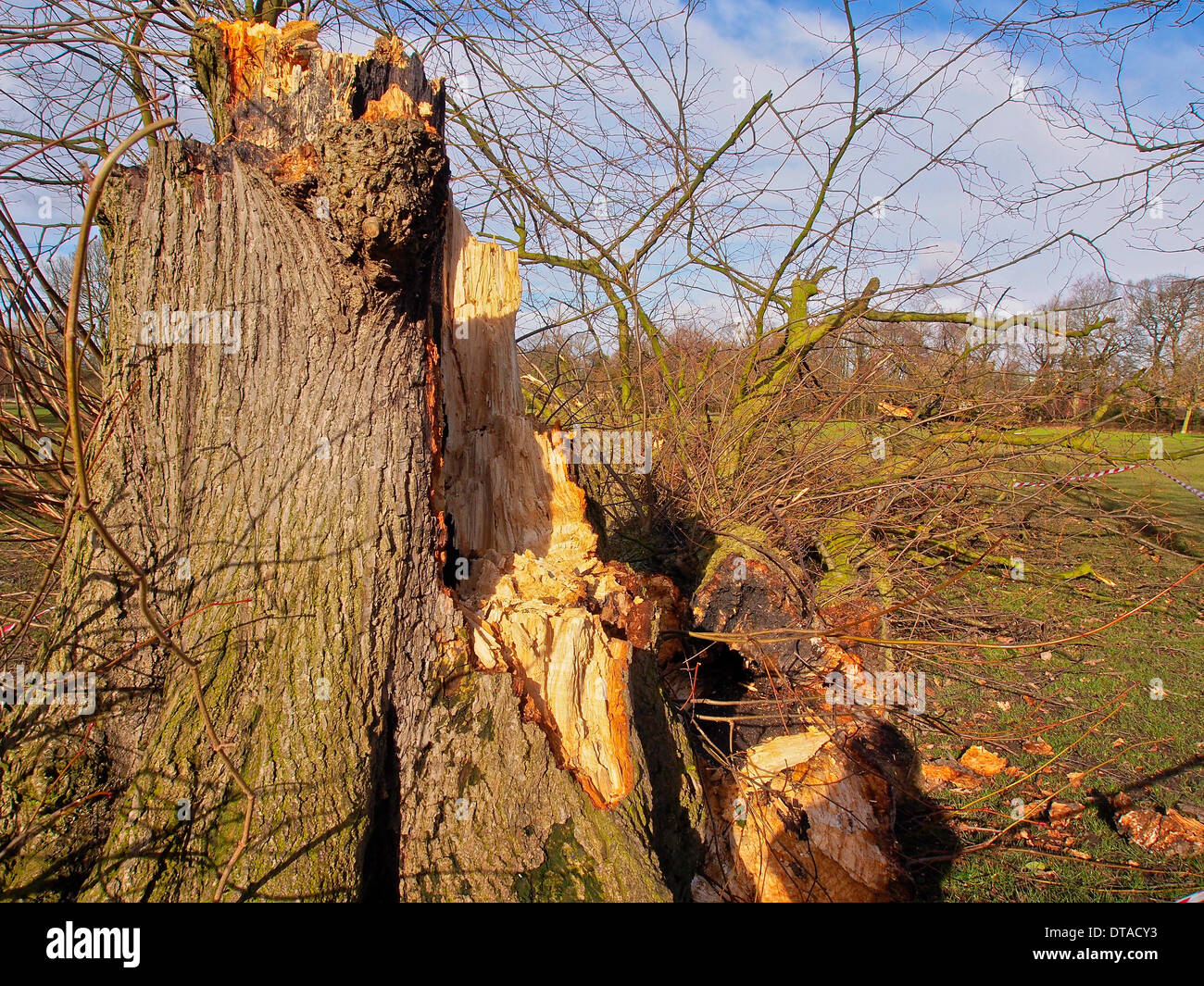 Leyland, Lancashire, UK. 13th February 2014. Storm damage to trees in