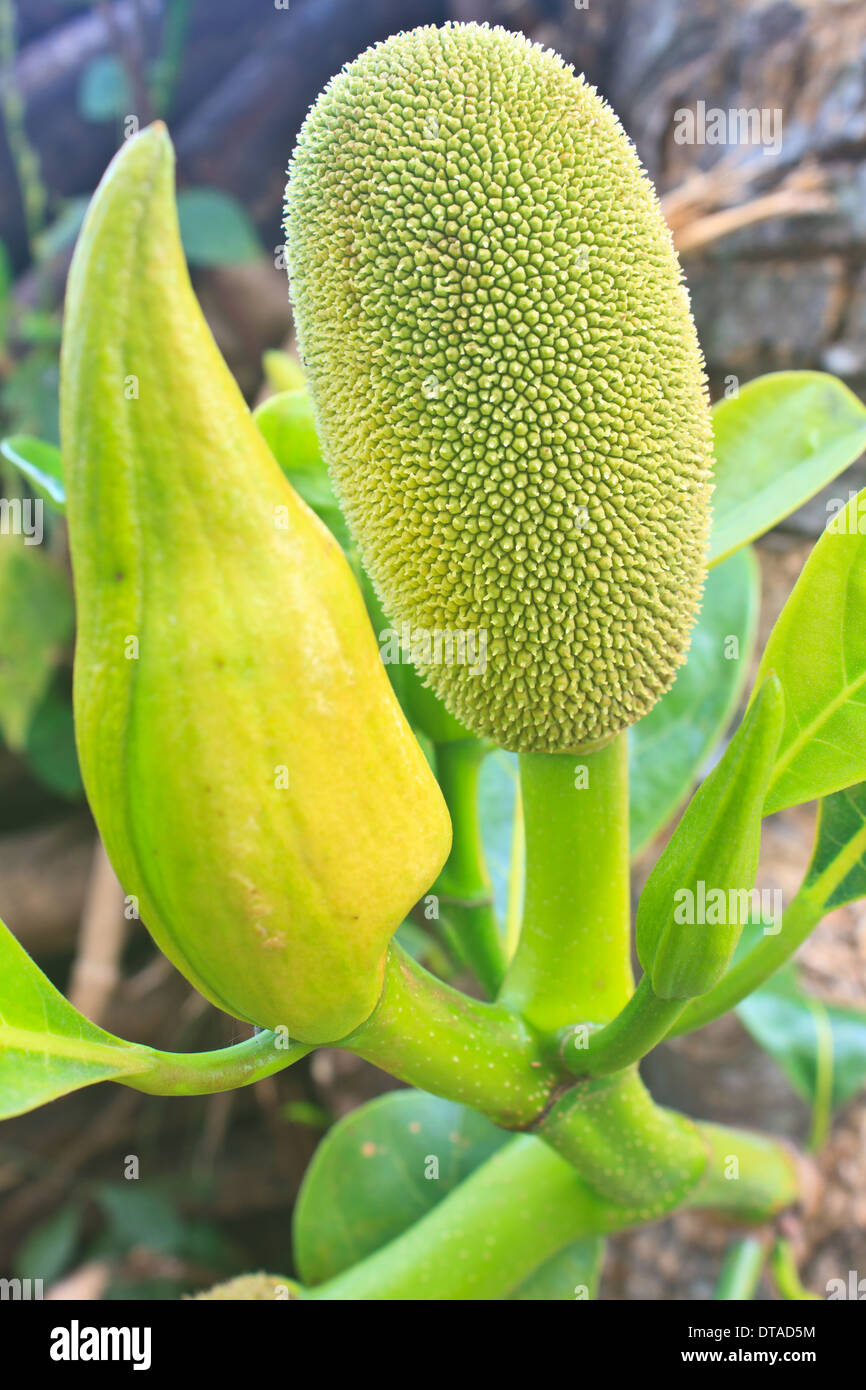 jackfruit (alternately jack tree, jakfruit, or sometimes simply jack or jak; scientific name Artocarpus heterophyllus) on a tree Stock Photo