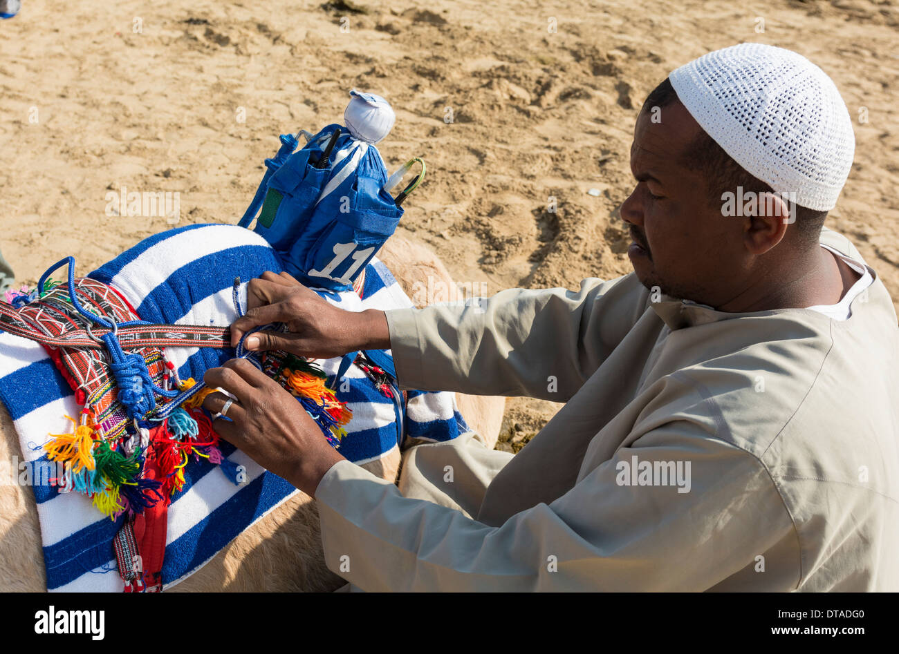 Man attaching robot remote controlled jockey at camel racing club at Al Marmoum outside Dubai in United Arab Emirates Stock Photo