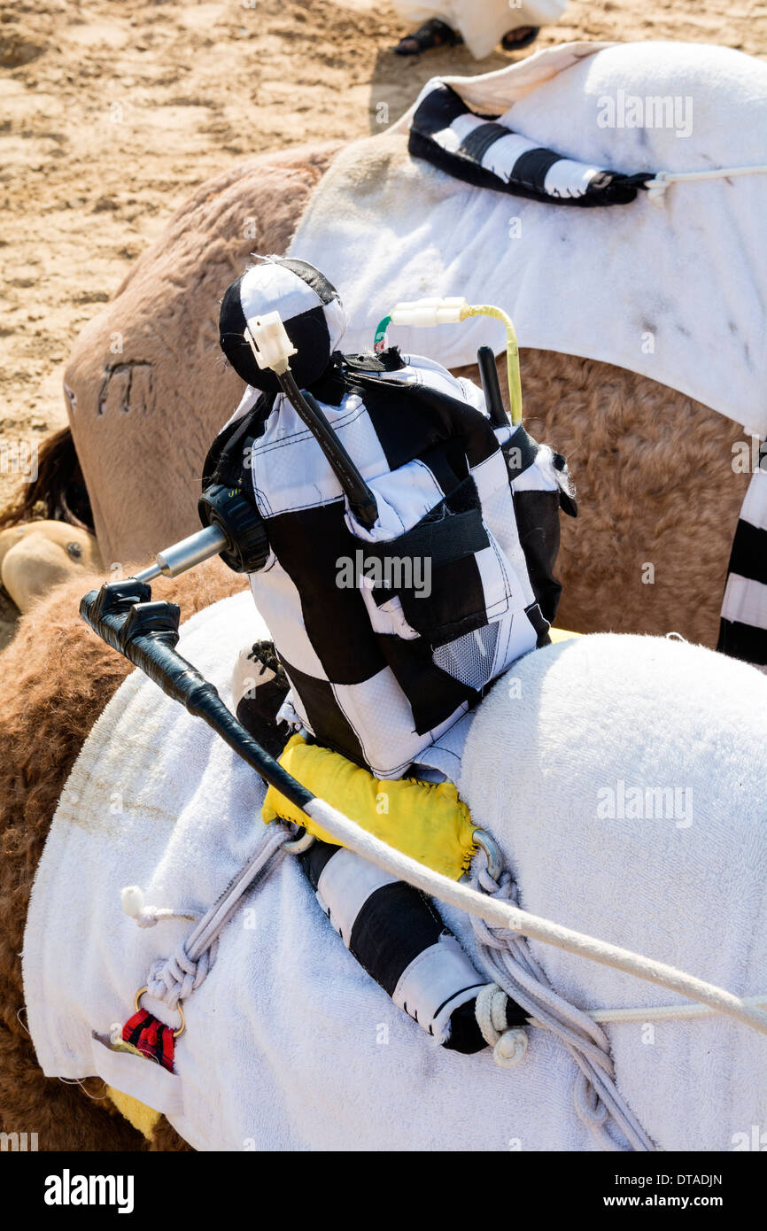 Remote controlled robot jockey at camel racing club at Al Marmoum outside Dubai in United Arab Emirates Stock Photo