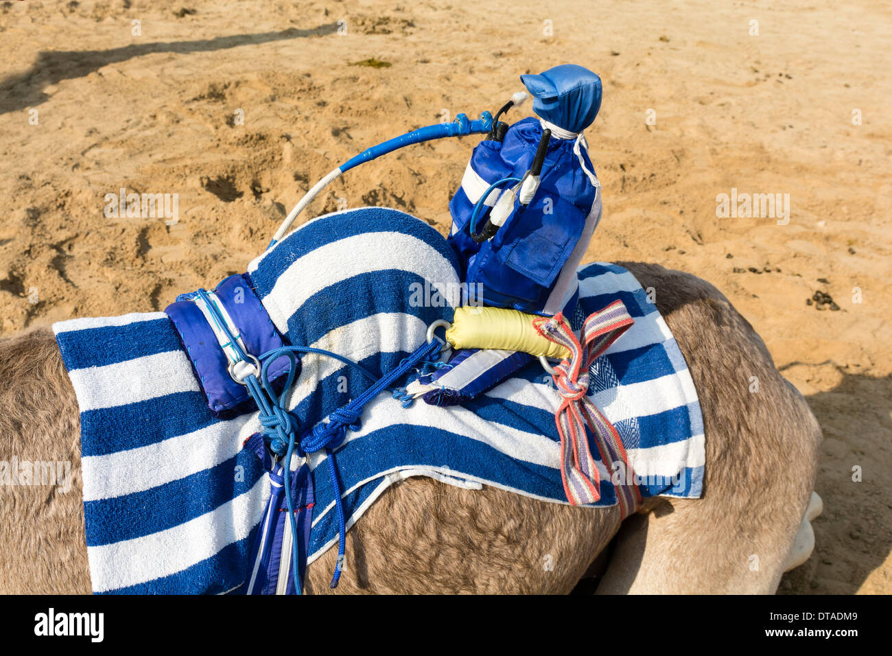 remote controlled robot jockey at camel racing club at Al Marmoum outside Dubai in United Arab Emirates Stock Photo