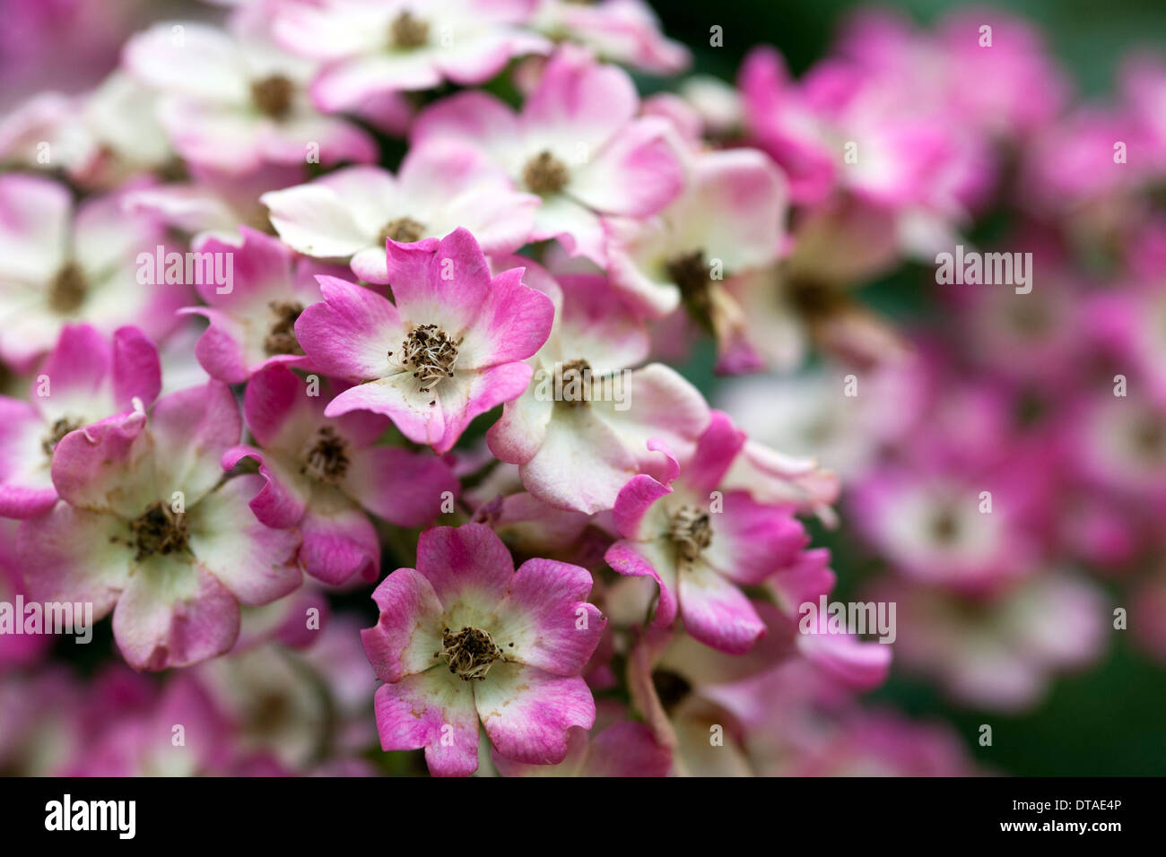 Potsdam-Bornim, Karl-Foerster-Garten, Förster Residence Stock Photo