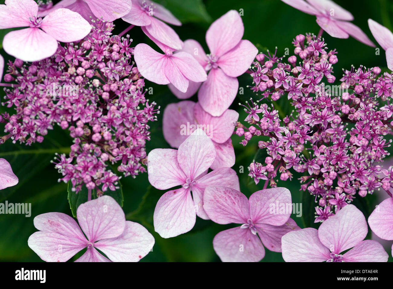 Foerster Garten Stock Photos Foerster Garten Stock Images Alamy