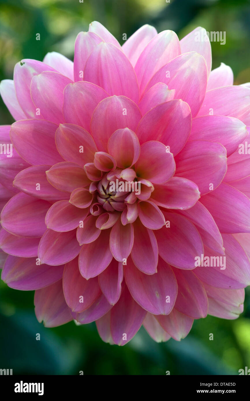 Foerster Garten Stock Photos Foerster Garten Stock Images Alamy