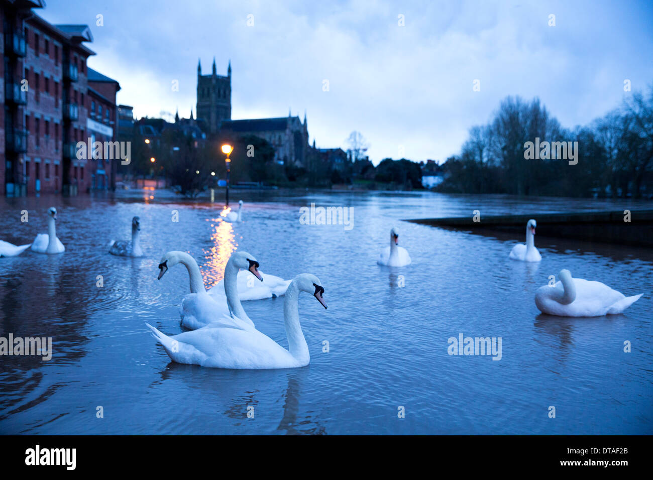 Worcester City Centre around the River Severn area showing the floods. Swans swimming on the river side photographed at dawn. Stock Photo