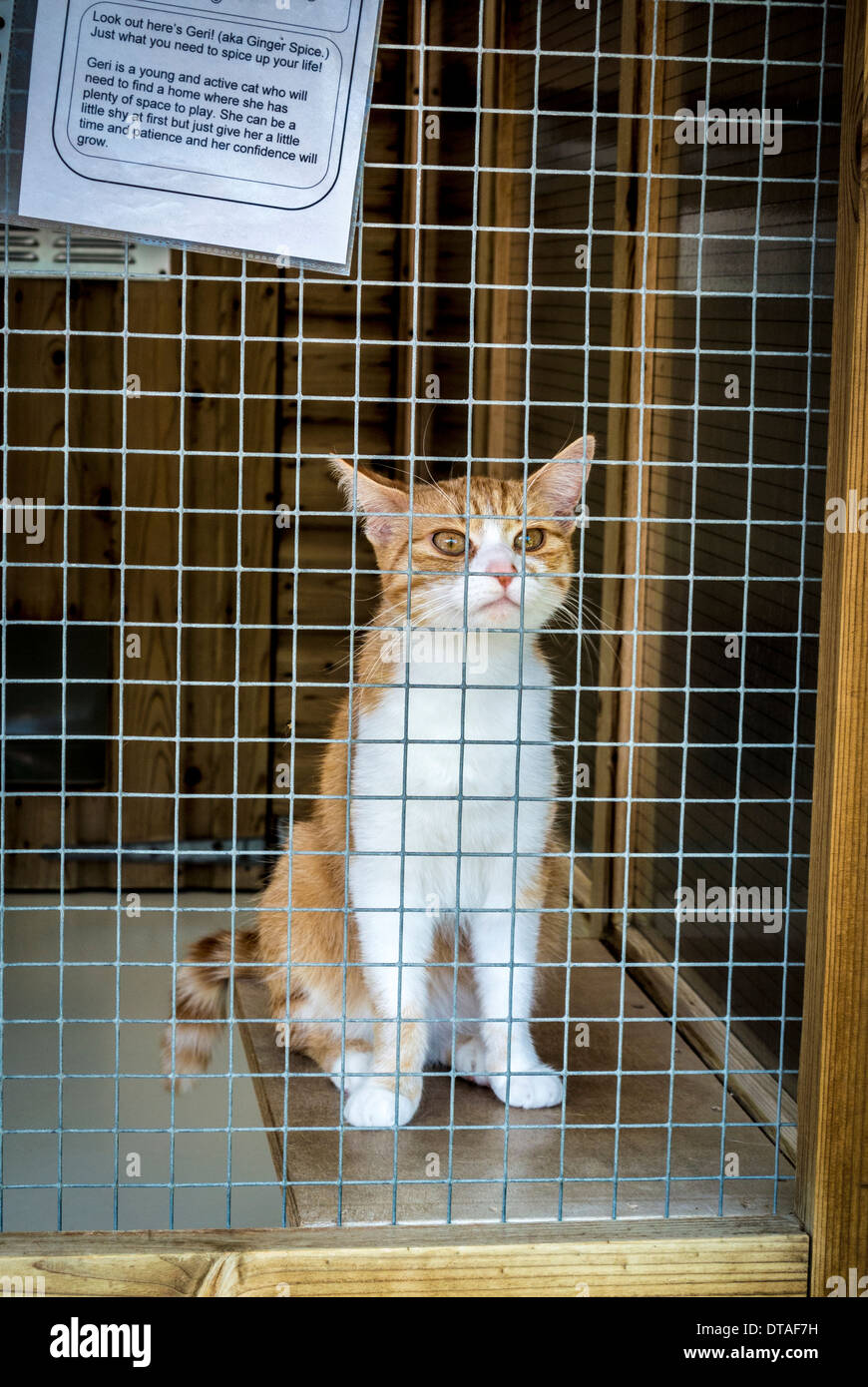 Ginger and white domestic cat in cage at rescue centre Stock Photo Alamy