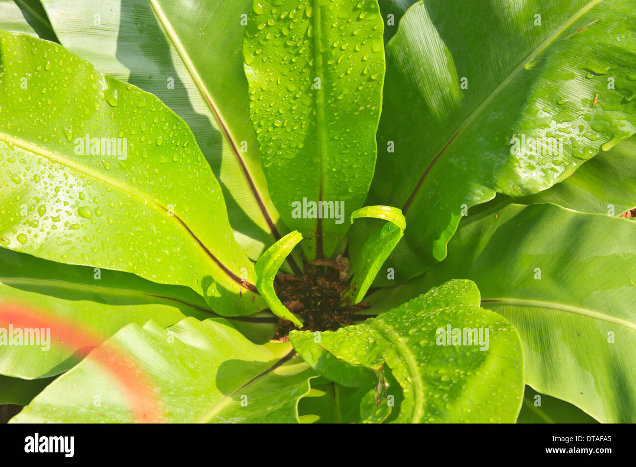 bird nest fern with drop water Stock Photo