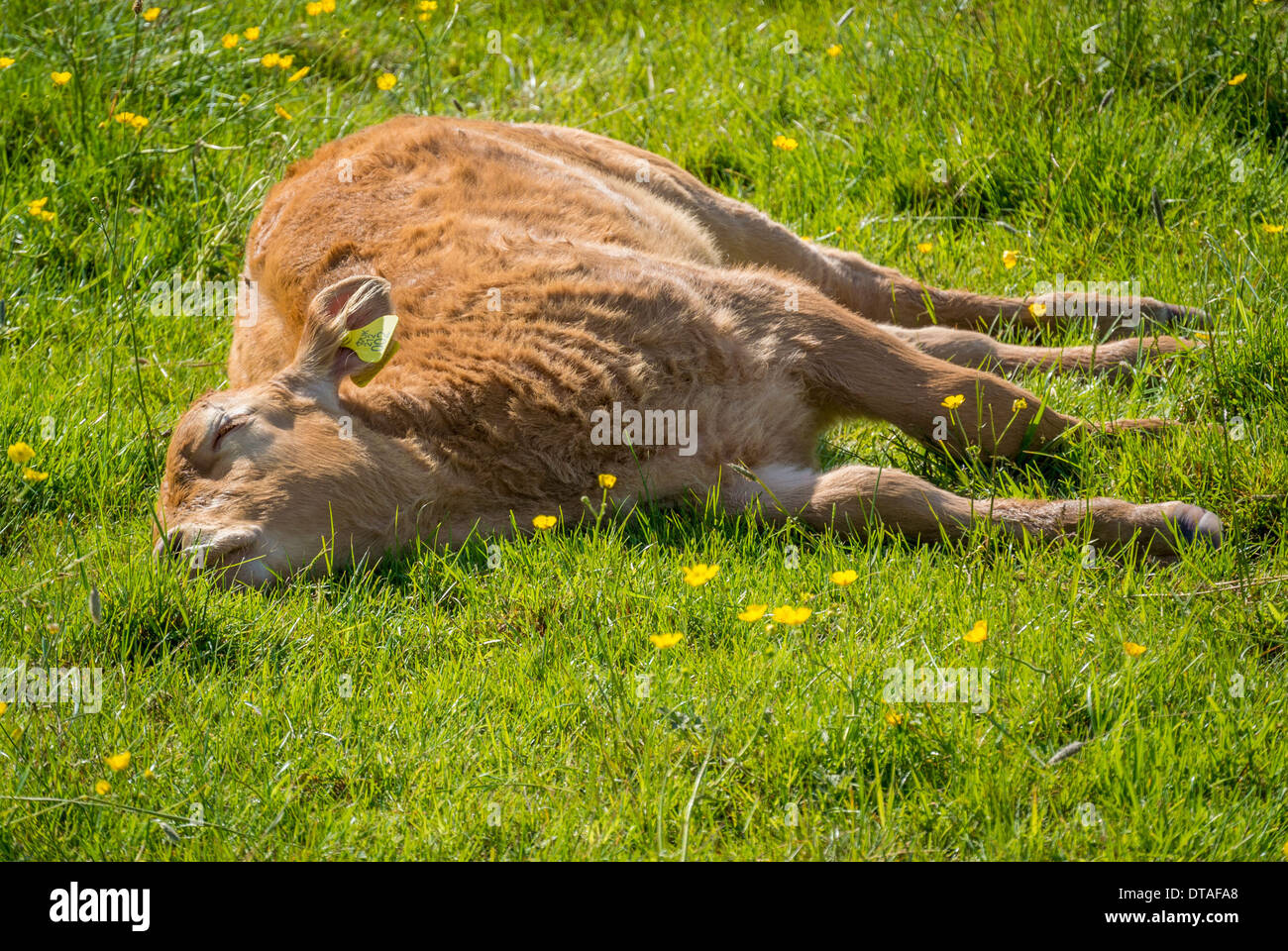 Calf sleeping in a field hi-res stock photography and images - Alamy
