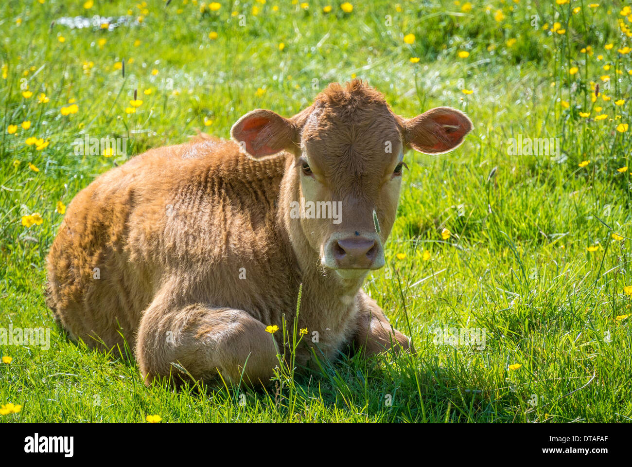 Calf in field Stock Photo