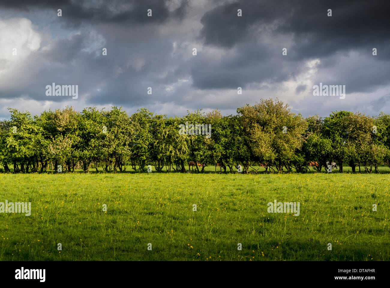 Field and bushes with stormy sky Stock Photo