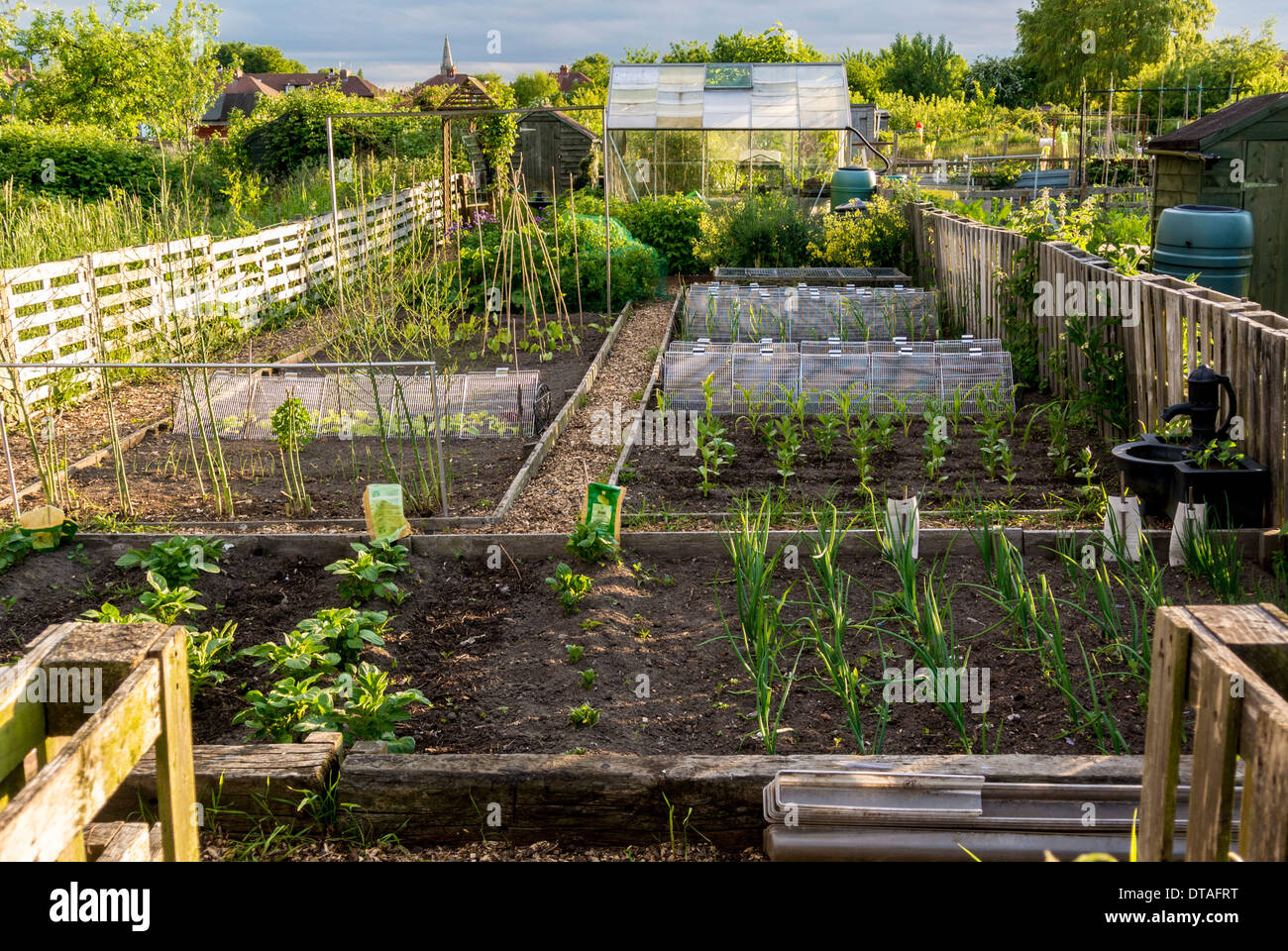 Allotment Raised Beds High Resolution Stock Photography and Images Alamy