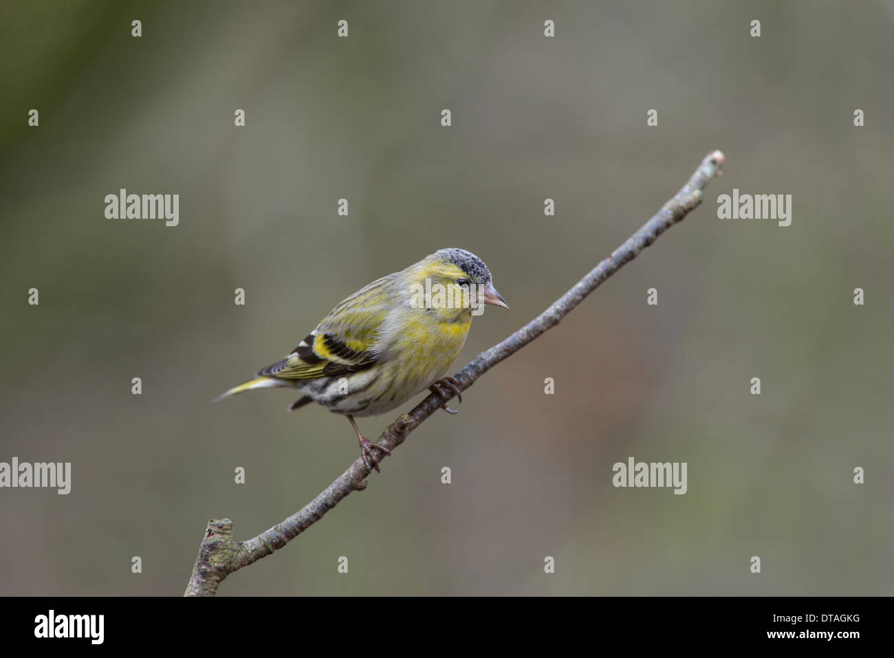 Siskin (Cardeulis spinus). Male perched on a twig and just coming into breeding plumage. Stock Photo