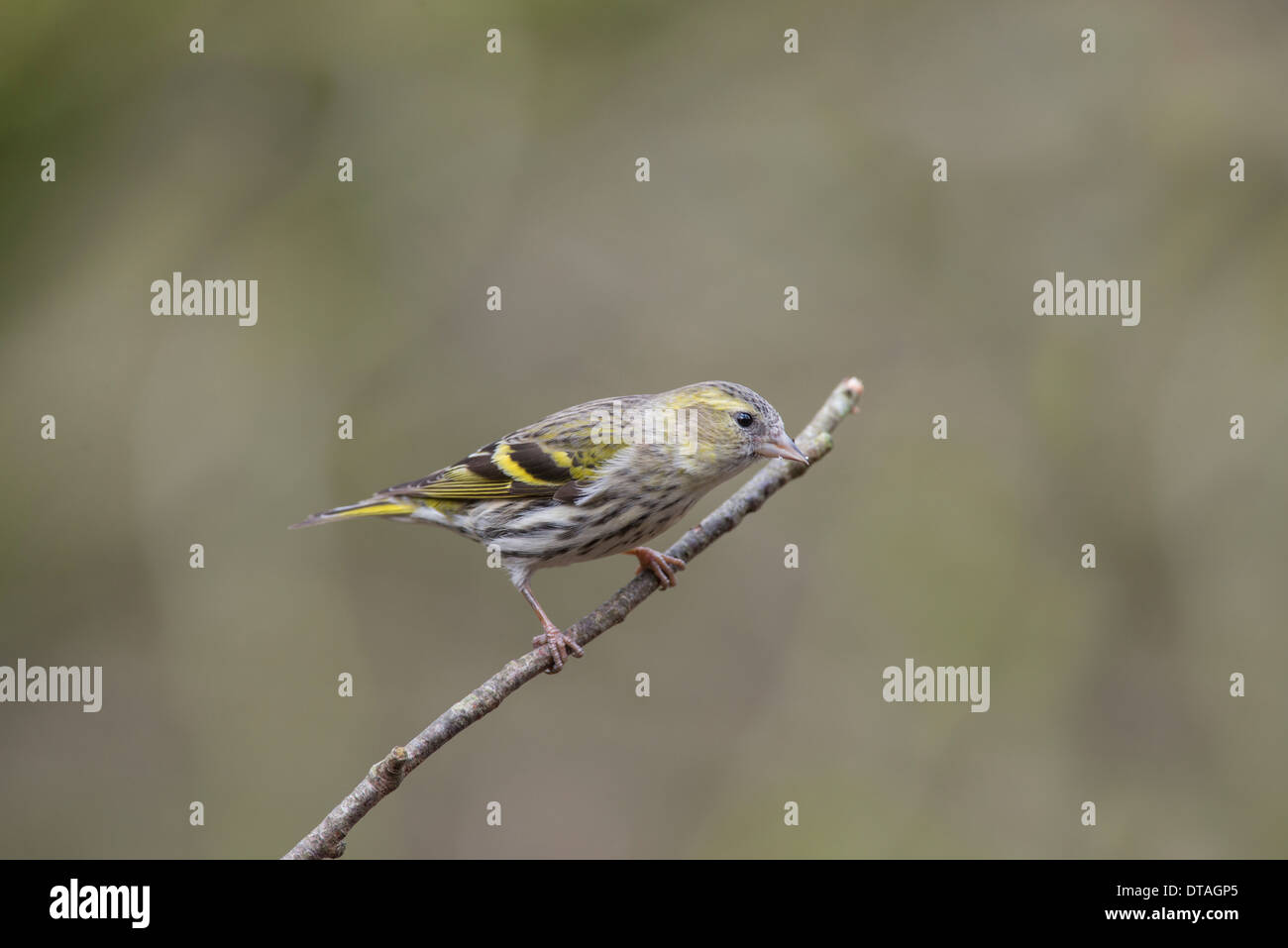 Siskin (Cardeulis spinus). Female perched on a twig. Stock Photo